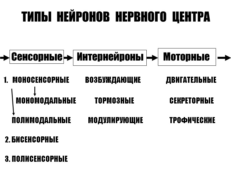 ТИПЫ  НЕЙРОНОВ  НЕРВНОГО  ЦЕНТРА       